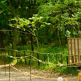 Kyoto 20100503_7D2479 CPR.jpg