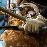 Yabusame Takeda_20131103_005 CPR.jpg